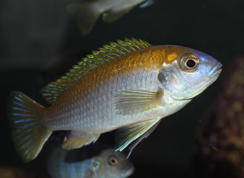 Gephyrochromis lawsi 'Londo'